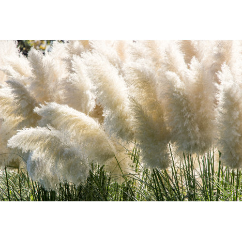 The Twillery Co.® White Pampas Grass Wrapped Canvas Photograph Wayfair